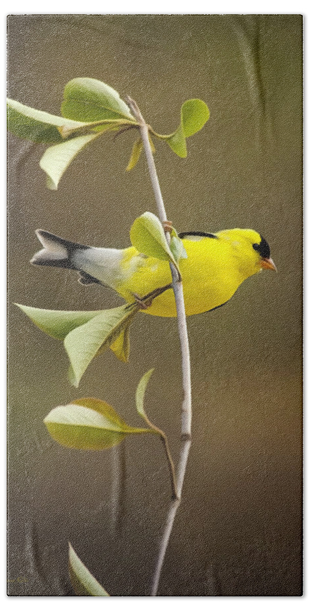 Goldfinch Beach Towel featuring the painting American Goldfinch by Christina Rollo