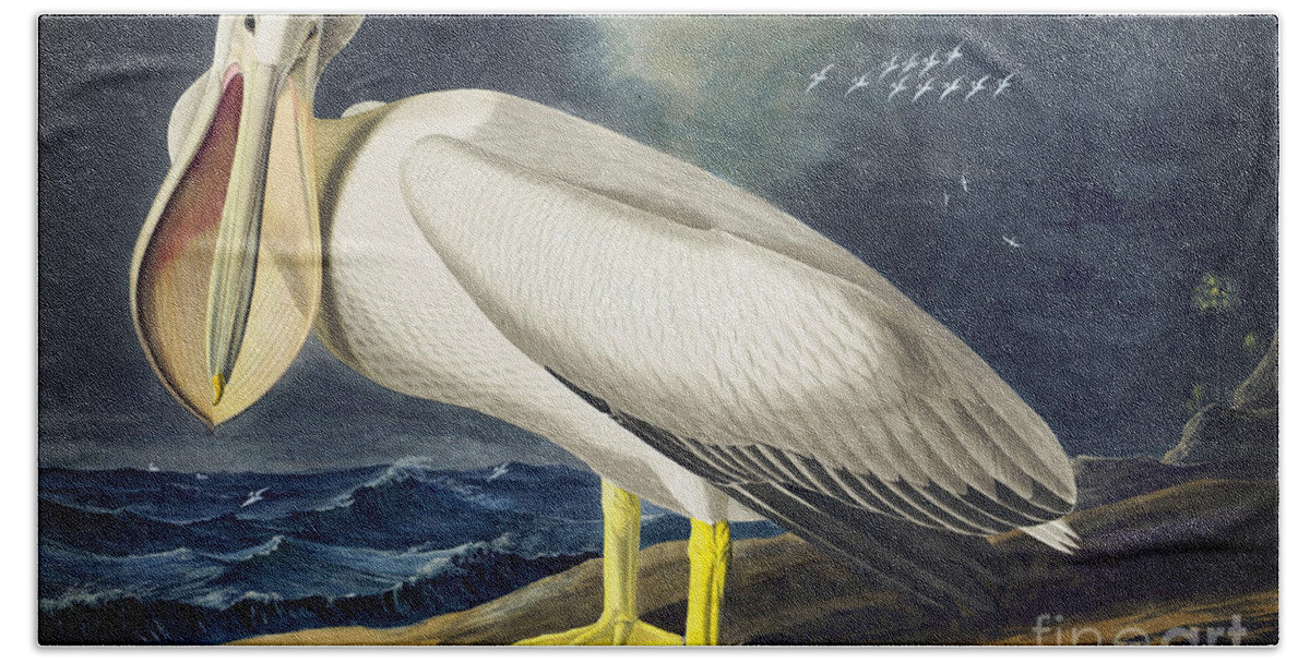 Audubon Watercolors Beach Towel featuring the drawing American White Pelican #4 by Celestial Images