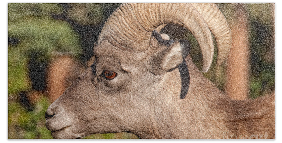 Autumn Beach Towel featuring the photograph Big Horn Sheep Ram #4 by Fred Stearns