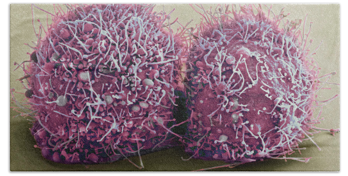 Science Beach Towel featuring the photograph Dividing Hela Cells, Sem by Science Source