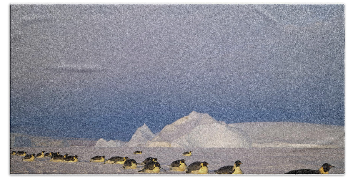 Feb0514 Beach Towel featuring the photograph Emperor Penguins Tobogganing Antarctica #4 by Tui De Roy