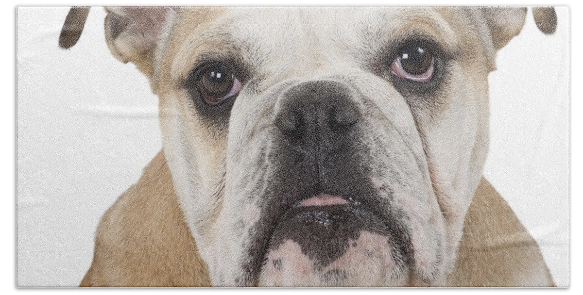 Dog Beach Towel featuring the photograph English Bulldog Puppy #8 by Jean-Michel Labat