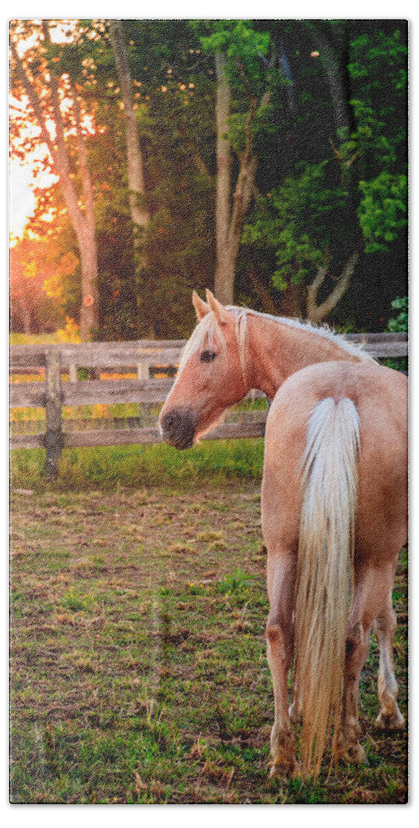 Bluegrass Beach Towel featuring the photograph Horse on a farm #4 by Alexey Stiop