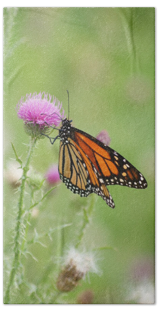 North America Beach Towel featuring the photograph Monarch Butterfly #2 by Heidi Poulin