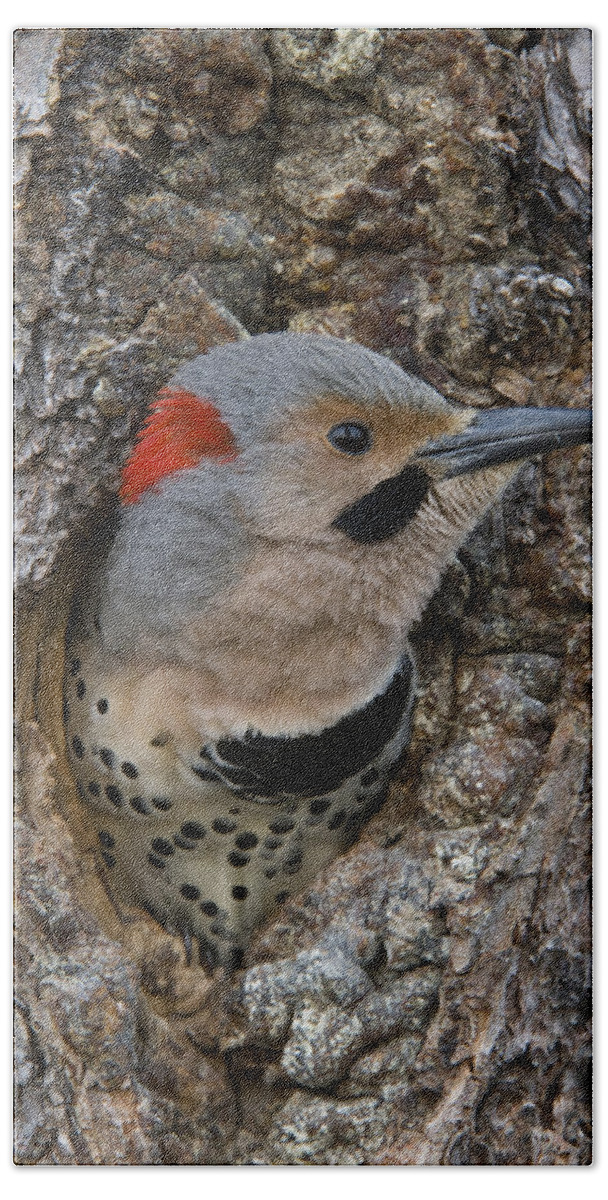 Michael Quinton Beach Towel featuring the photograph Northern Flicker In Nest Cavity Alaska by Michael Quinton