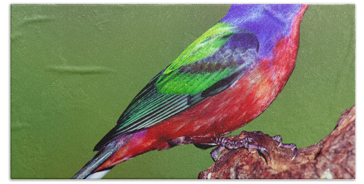 Nature Beach Towel featuring the photograph Painted Bunting #4 by Millard H. Sharp