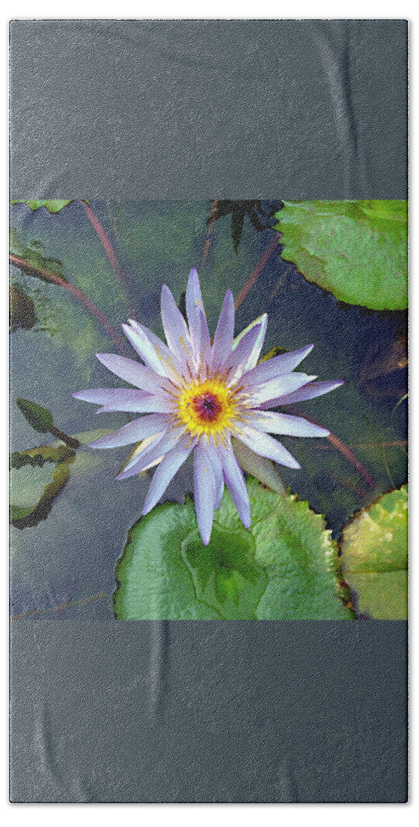 Purple Lotus Beach Towel featuring the painting Purple Lotus by Ellen Henneke