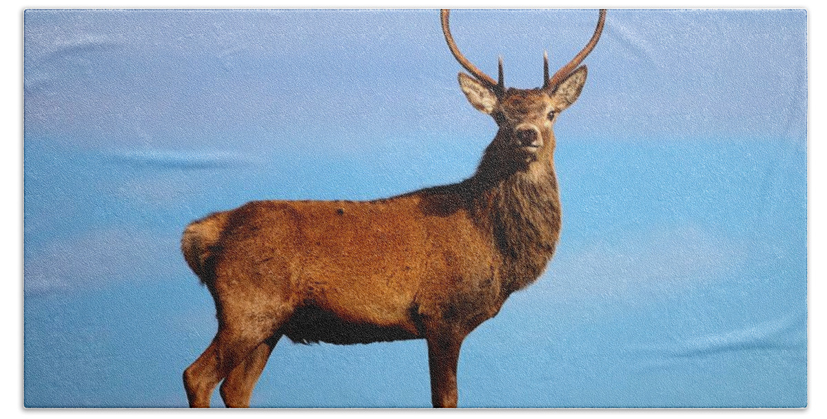 Red Deer Stag Beach Towel featuring the photograph Red deer stag #4 by Gavin Macrae