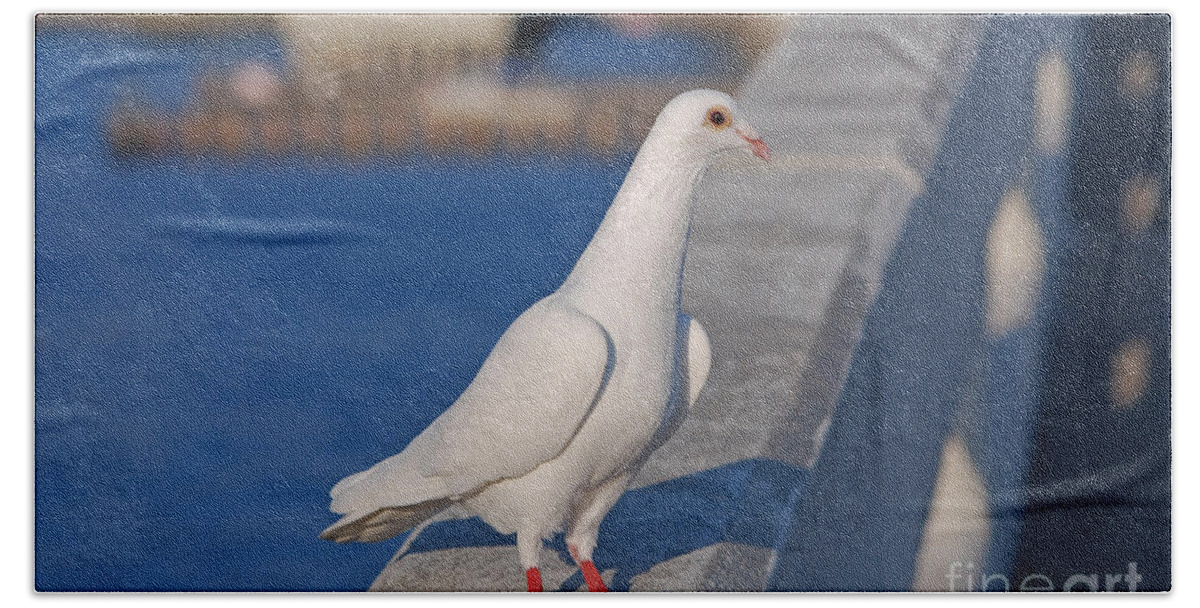  White Dove Beach Towel featuring the photograph 21- White Dove by Joseph Keane