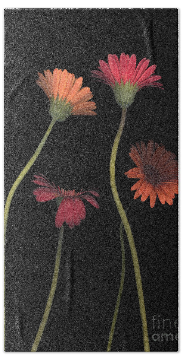 Black Beach Towel featuring the photograph 4Daisies on Stems by Heather Kirk