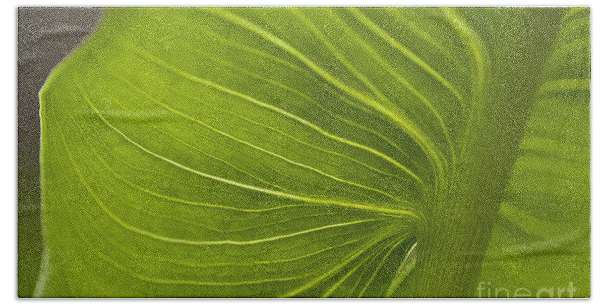 Beauty Beach Towel featuring the photograph Calla Lily stem close up #5 by Jim Corwin