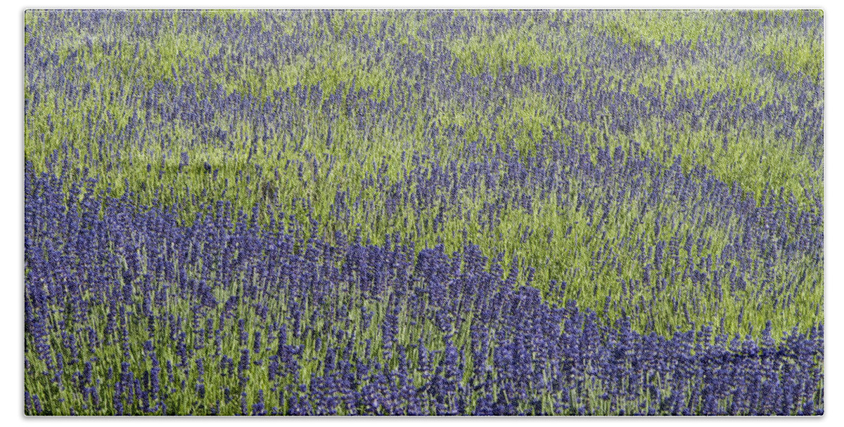 Agriculture Beach Sheet featuring the photograph Lavendar field rows of white and purple flowers #5 by Jim Corwin