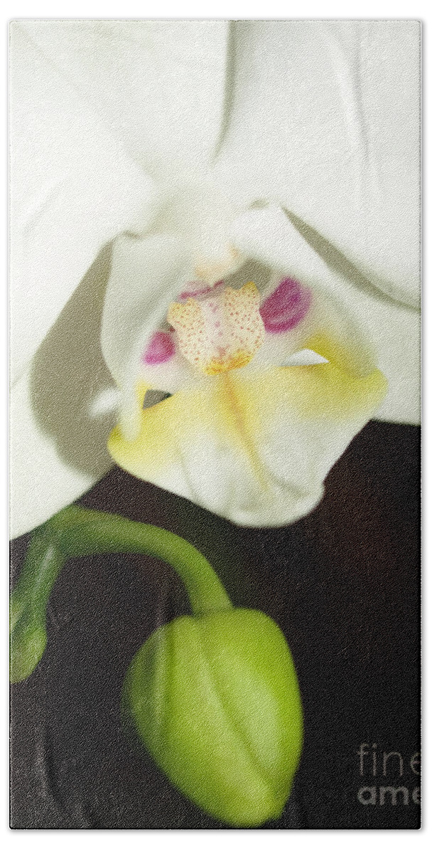 White Beach Towel featuring the photograph Orchid #5 by Jacklyn Duryea Fraizer