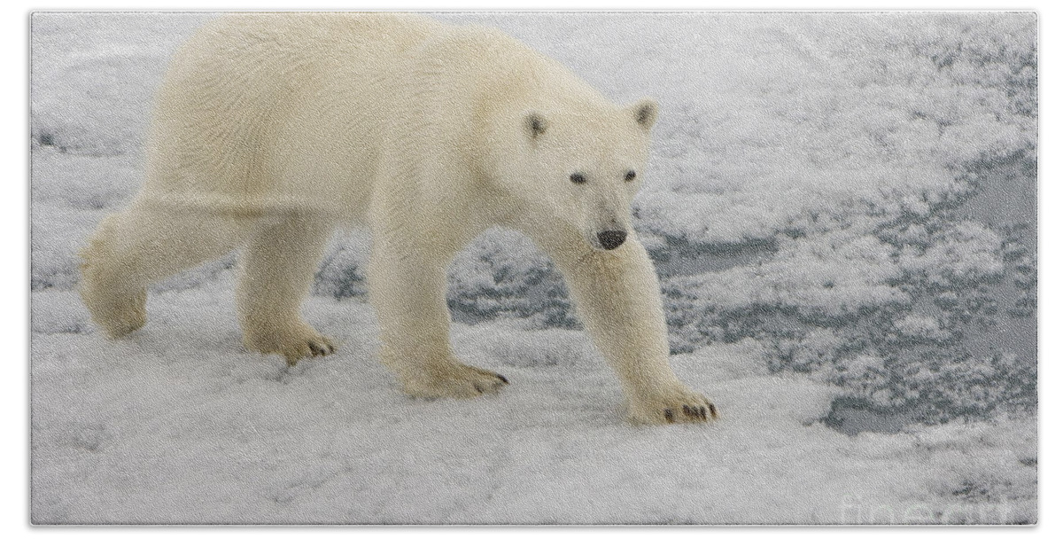 Polar Bear Beach Towel featuring the photograph Polar Bear Walking On Ice #5 by John Shaw