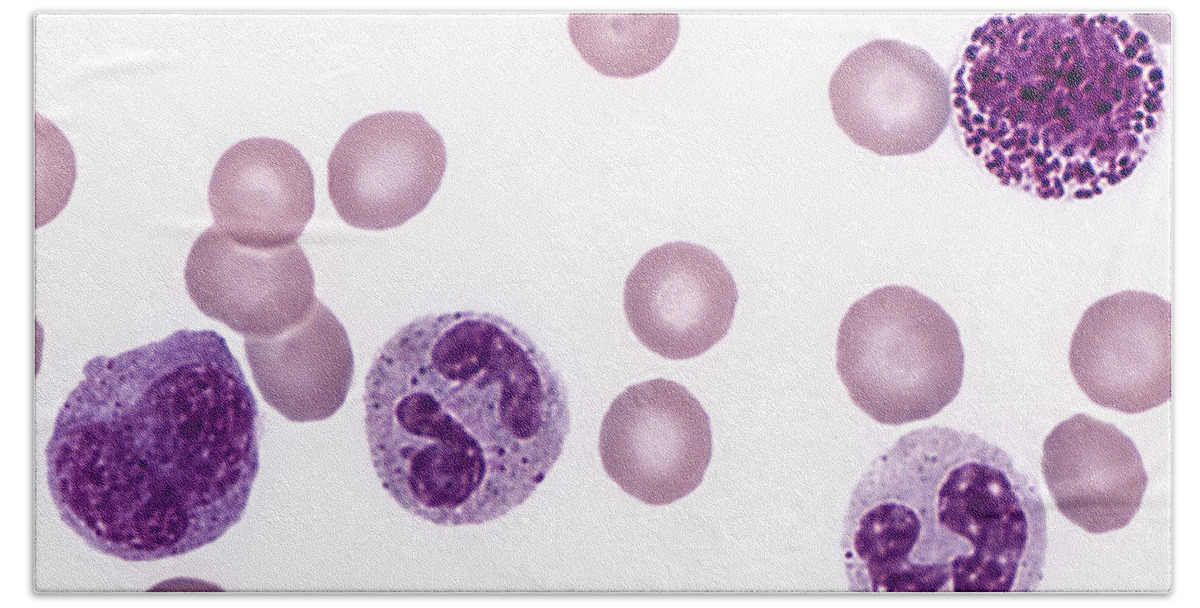 Blood Beach Towel featuring the photograph Red And White Blood Cells, Lm #4 by Alvin Telser