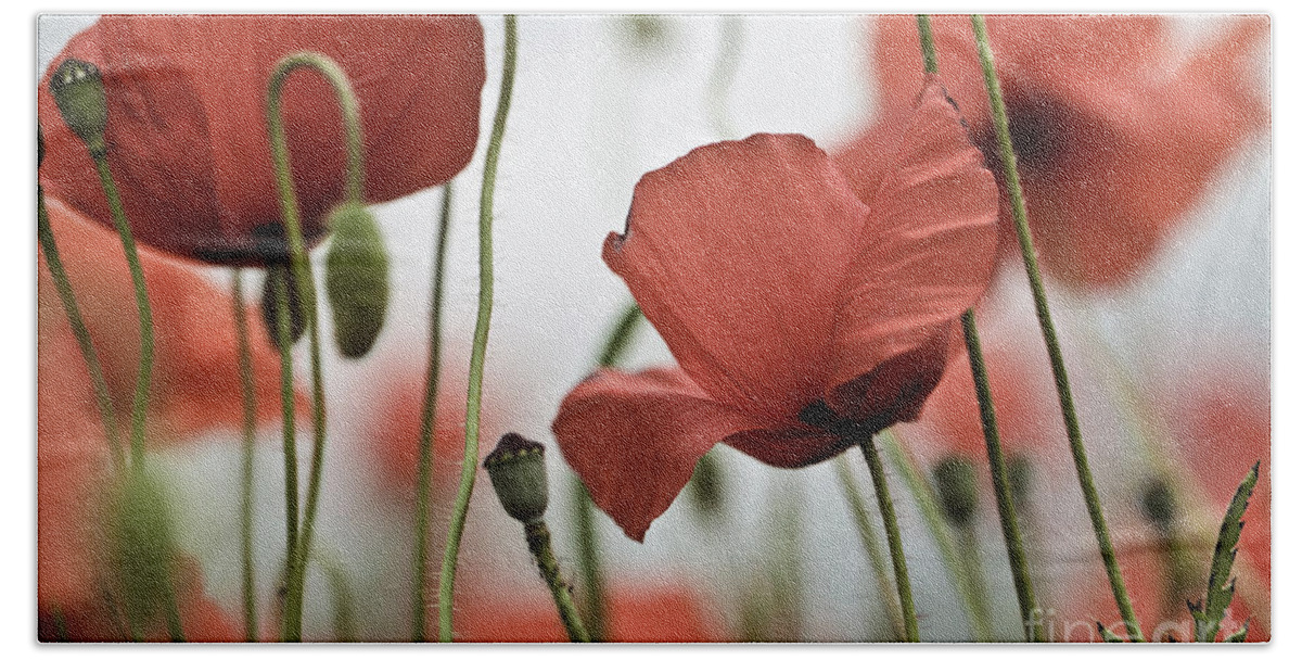 Poppy Beach Towel featuring the photograph Red Poppy Flowers #5 by Nailia Schwarz