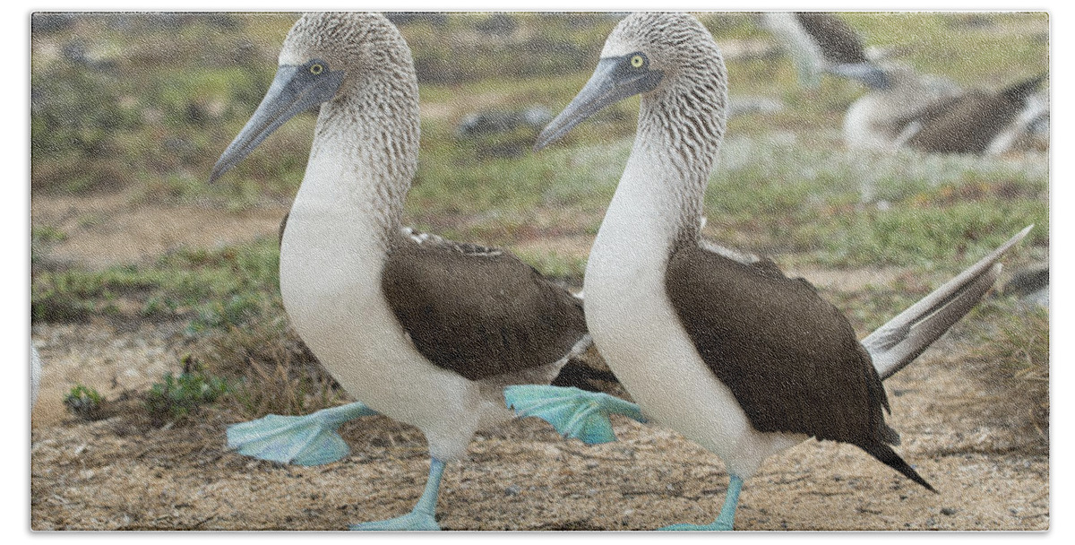 531698 Beach Towel featuring the photograph Blue-footed Booby Pair Courting #8 by Tui De Roy