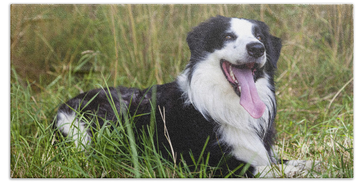 Dog Beach Towel featuring the photograph Border Collie in the nature #6 by Gina Koch