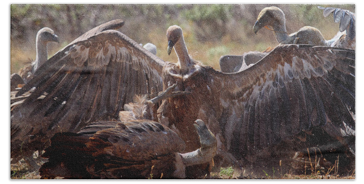 Wildlife Beach Towel featuring the photograph Eurasian Griffon Vulture Gyps Fulvus #6 by David Santiago Garcia