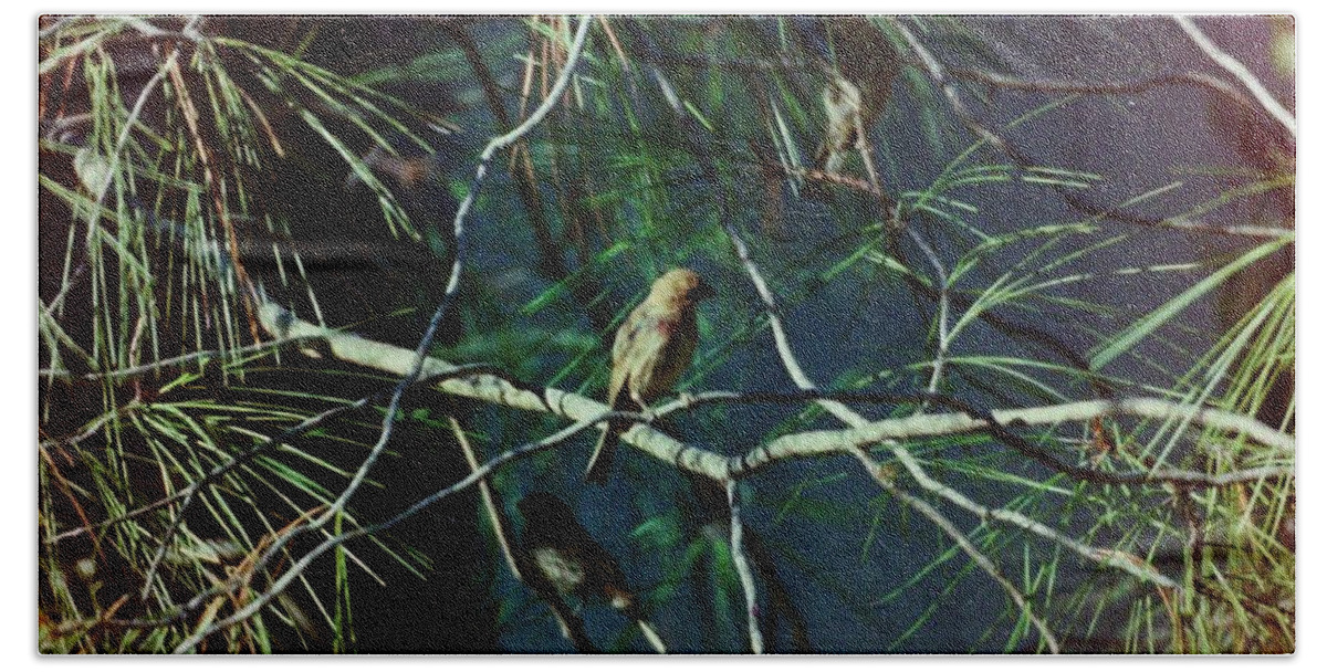 Birds Beach Towel featuring the photograph Bird in tree #7 by Karl Rose