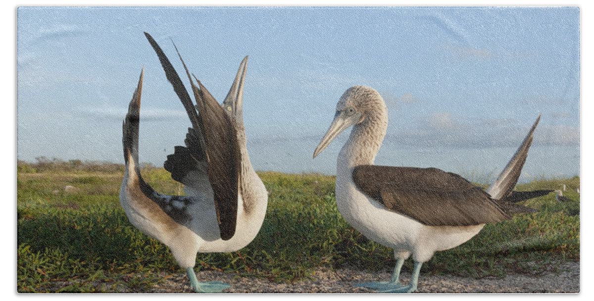 531712 Beach Towel featuring the photograph Blue-footed Booby Pair Courting #7 by Tui De Roy