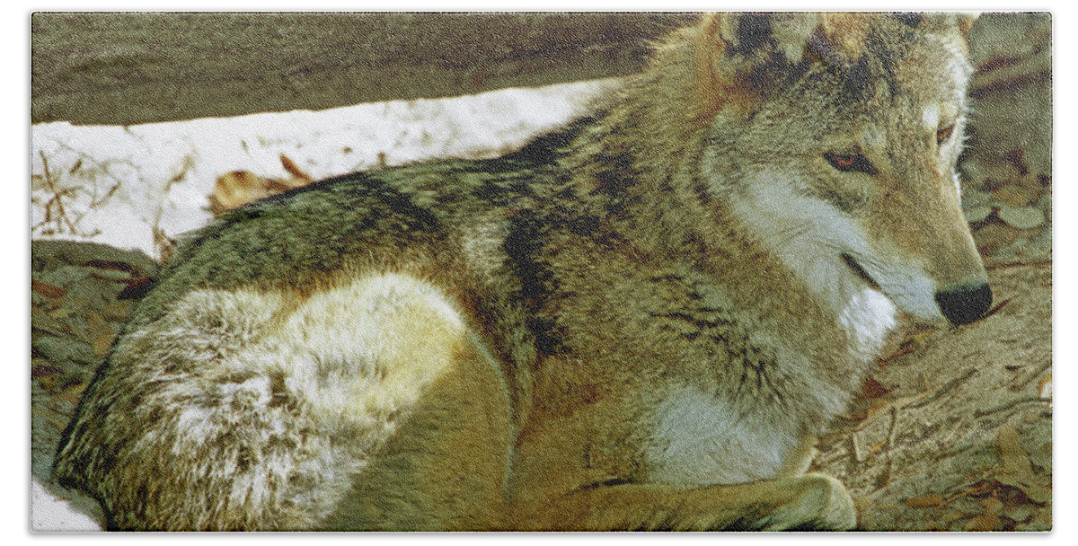 Wolf Beach Towel featuring the photograph Red Wolf #7 by Millard H. Sharp