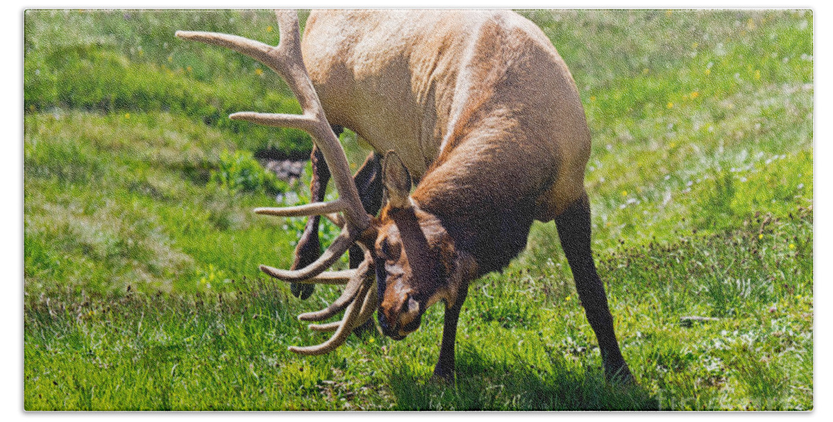 Bull Beach Towel featuring the photograph Wapiti Elk in Rocky Mountain National Park #7 by Fred Stearns