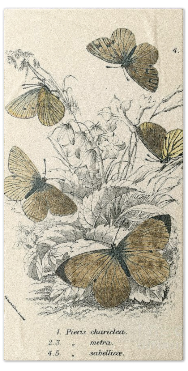 Insect Beach Sheet featuring the drawing Butterflies by English School