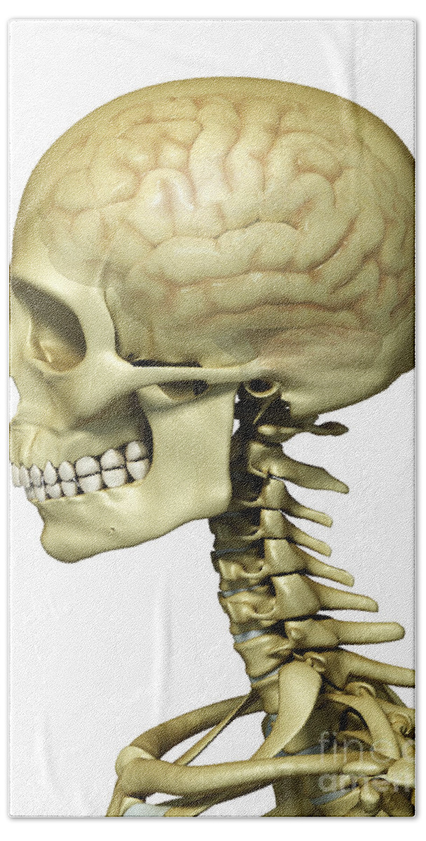 Skeleton Beach Towel featuring the photograph Human Brain #76 by Science Picture Co
