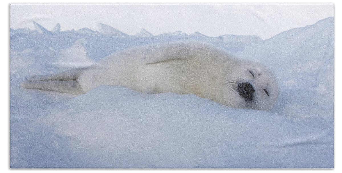 Harp Seal Beach Towel featuring the photograph Harp Seal Baby #8 by M. Watson