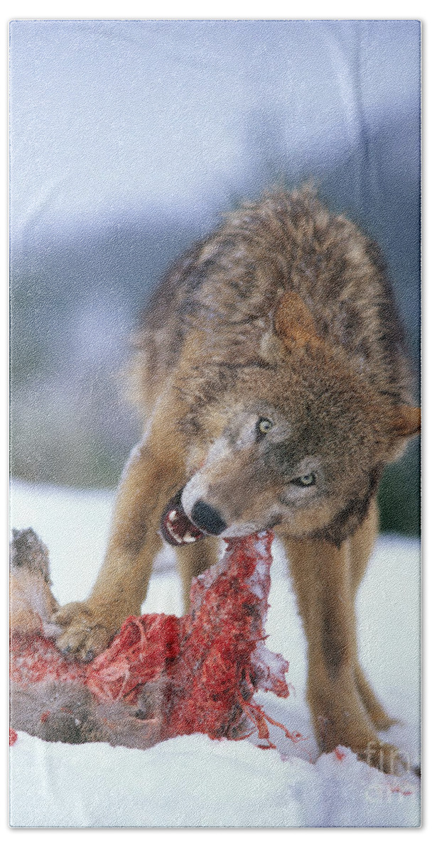Gray Wolf Beach Towel featuring the photograph Timber Wolf #8 by Hans Reinhard