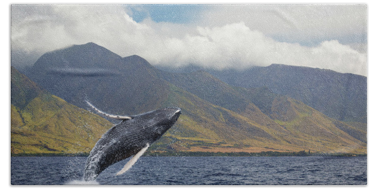 Animals In The Wild Beach Towel featuring the photograph A Breaching Humpback Whale Megaptera by Dave Fleetham