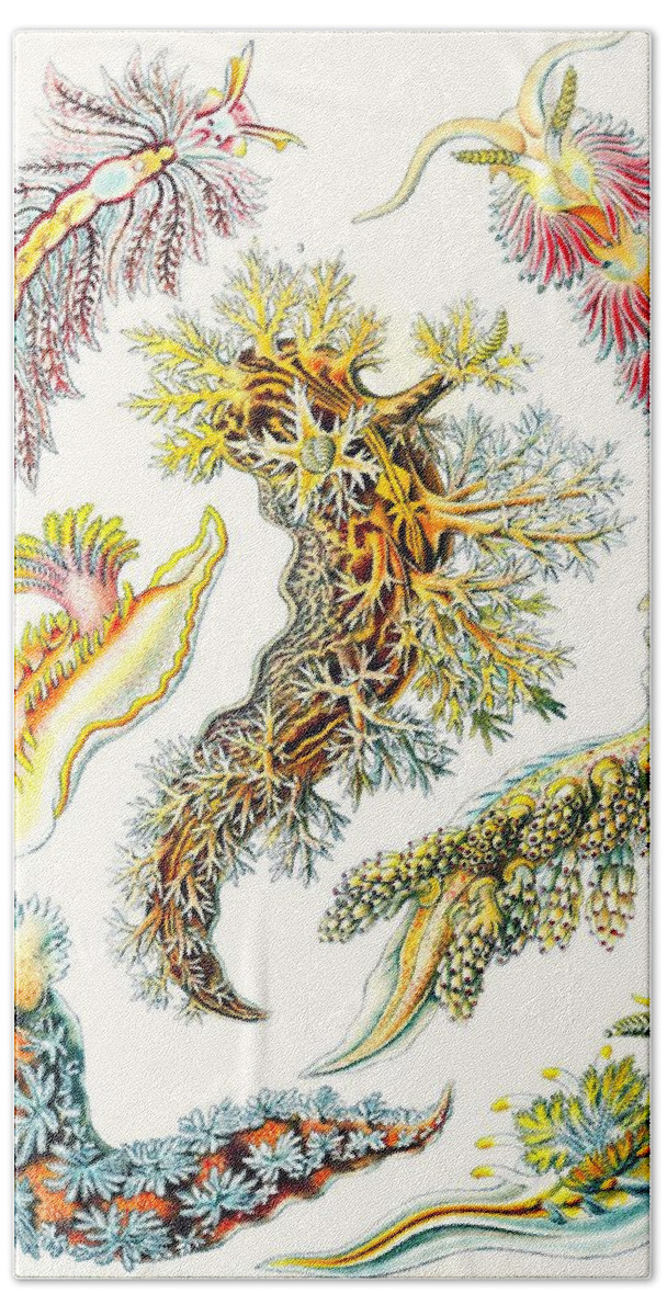 Vertical Beach Towel featuring the drawing A Collection Of Nudibranchia by Ernst Haeckel