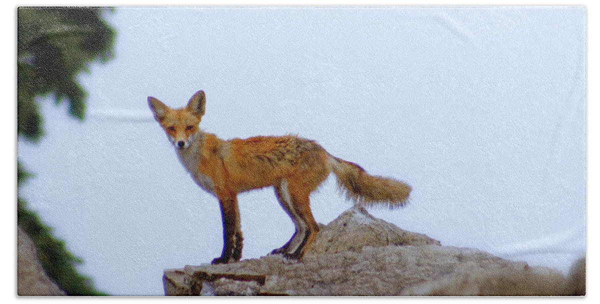 Fox Beach Towel featuring the photograph A Fox On The Rocks by Kay Novy