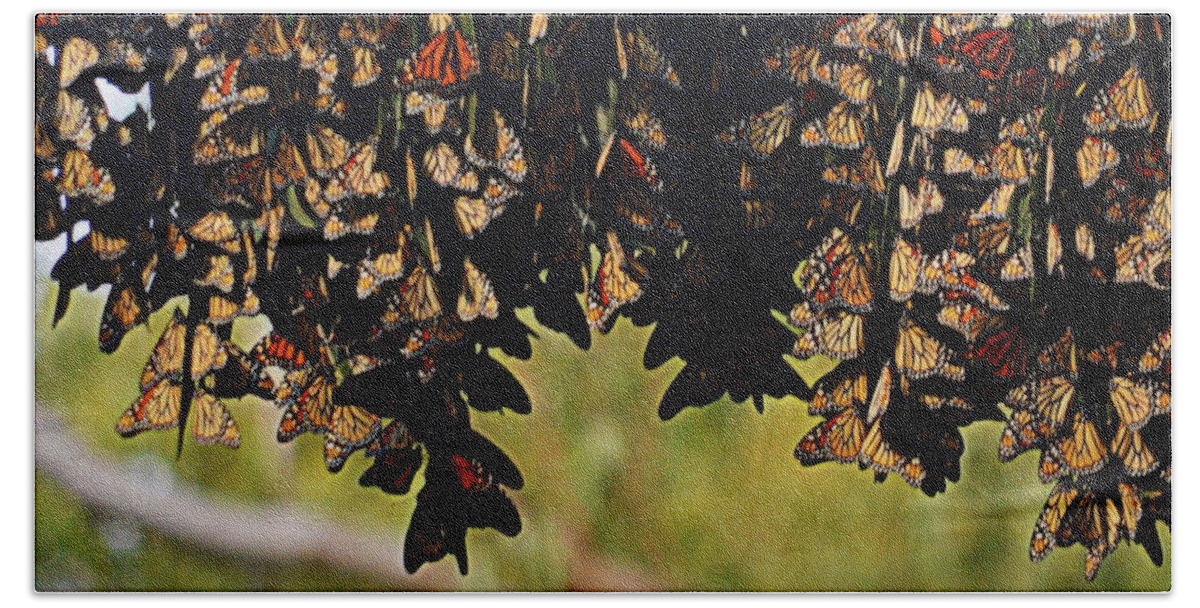 Insects Beach Towel featuring the photograph A Gathering of Monarchs by AJ Schibig