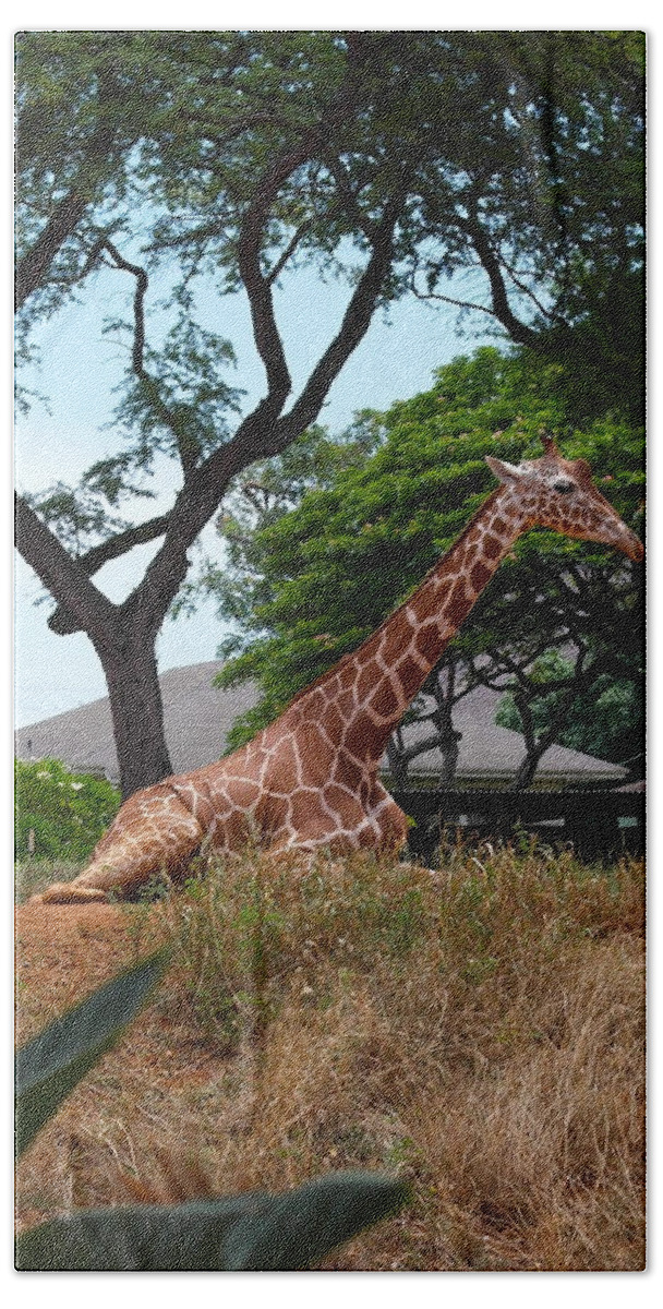 Giraffe Beach Sheet featuring the photograph A Giraffe Rests in Honolulu by Michele Myers