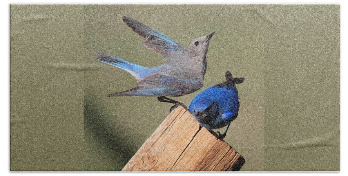 Blue Birds Beach Sheet featuring the photograph A Great Pair by Shane Bechler