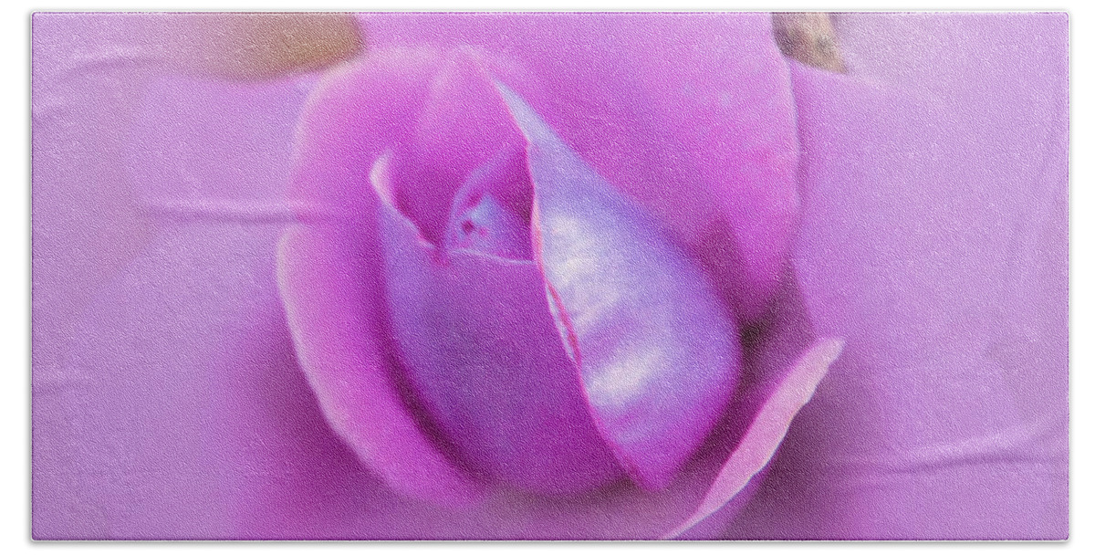 Rose Beach Towel featuring the photograph A Hint of Lavender Rose by Judy Palkimas