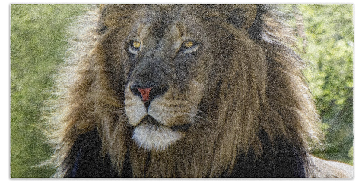 Lion Beach Towel featuring the photograph A Lion's Thoughts by William Bitman