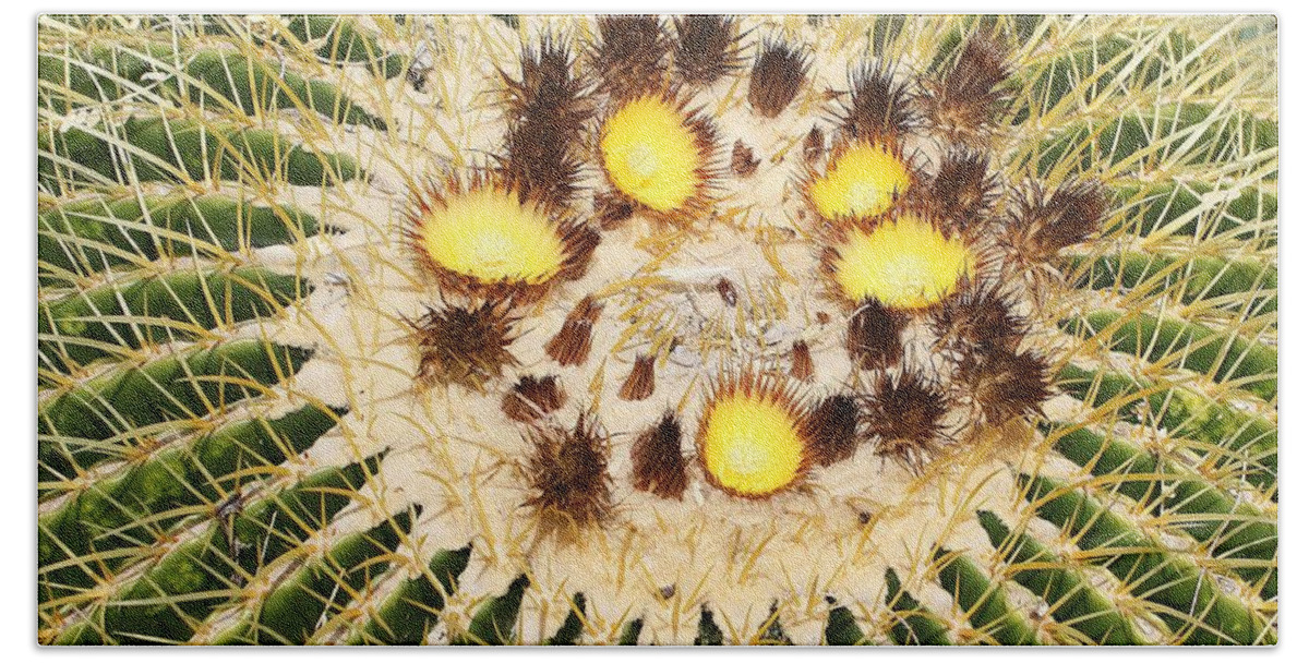 A Mexican Golden Barrel Cactus With Blossoms Beach Towel featuring the photograph A Mexican Golden Barrel Cactus With Blossoms by Tom Janca