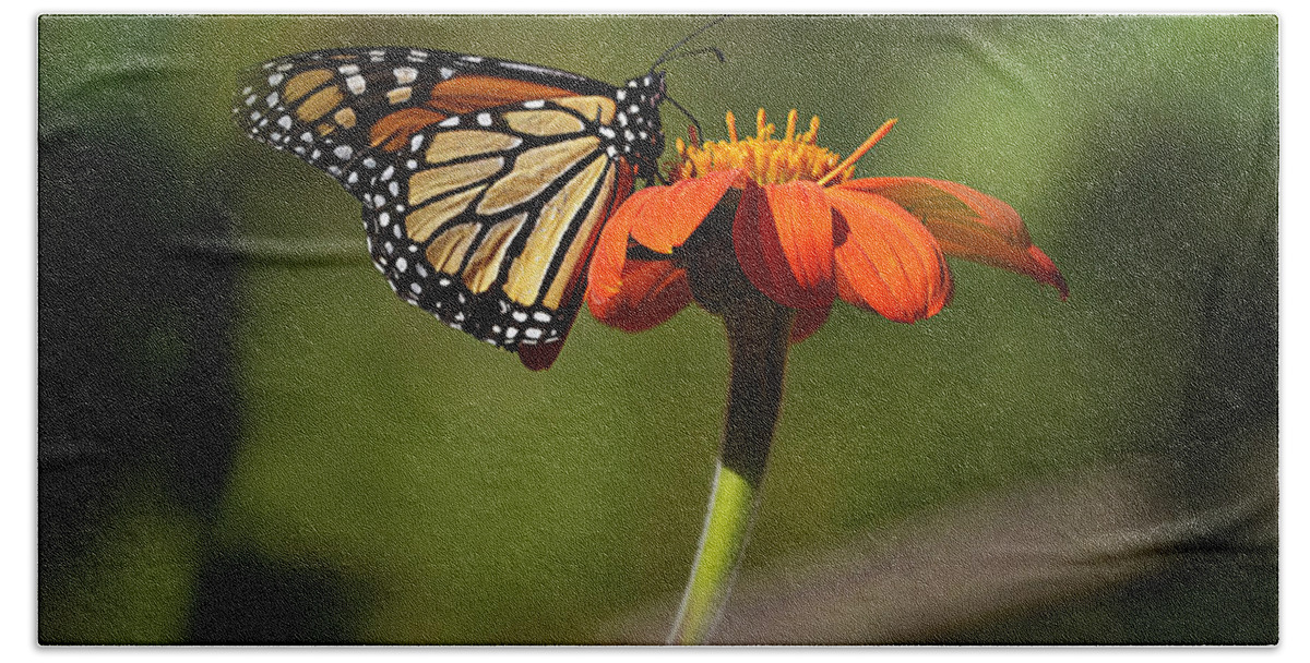 Papillon Beach Towel featuring the photograph A Monarch Butterfly 1 by Xueling Zou