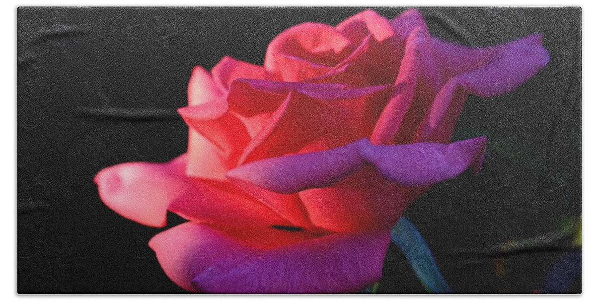 Blossom Beach Towel featuring the photograph A Rose is a Rose by David Andersen