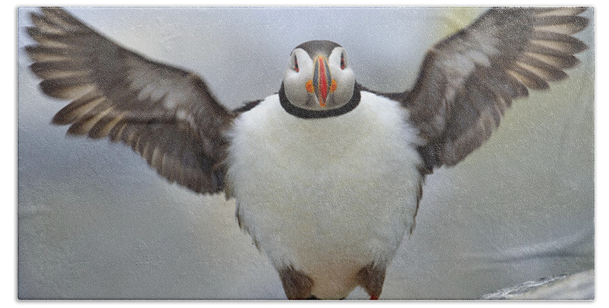Atlantic Puffin Beach Sheet featuring the photograph A Seaside Breeze by Tony Beck