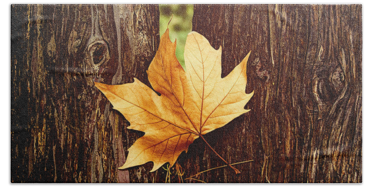 Maple Beach Towel featuring the photograph A Single Maple Tree Leaf by Douglas Barnard
