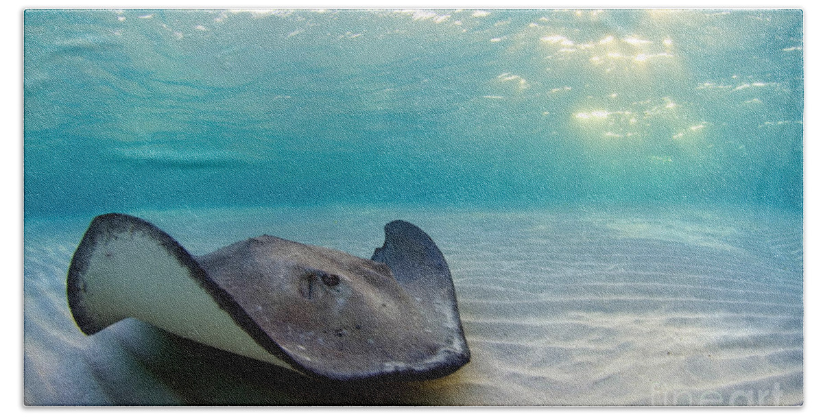 Stingray Beach Towel featuring the photograph A Southern Stingray by Alex Mustard