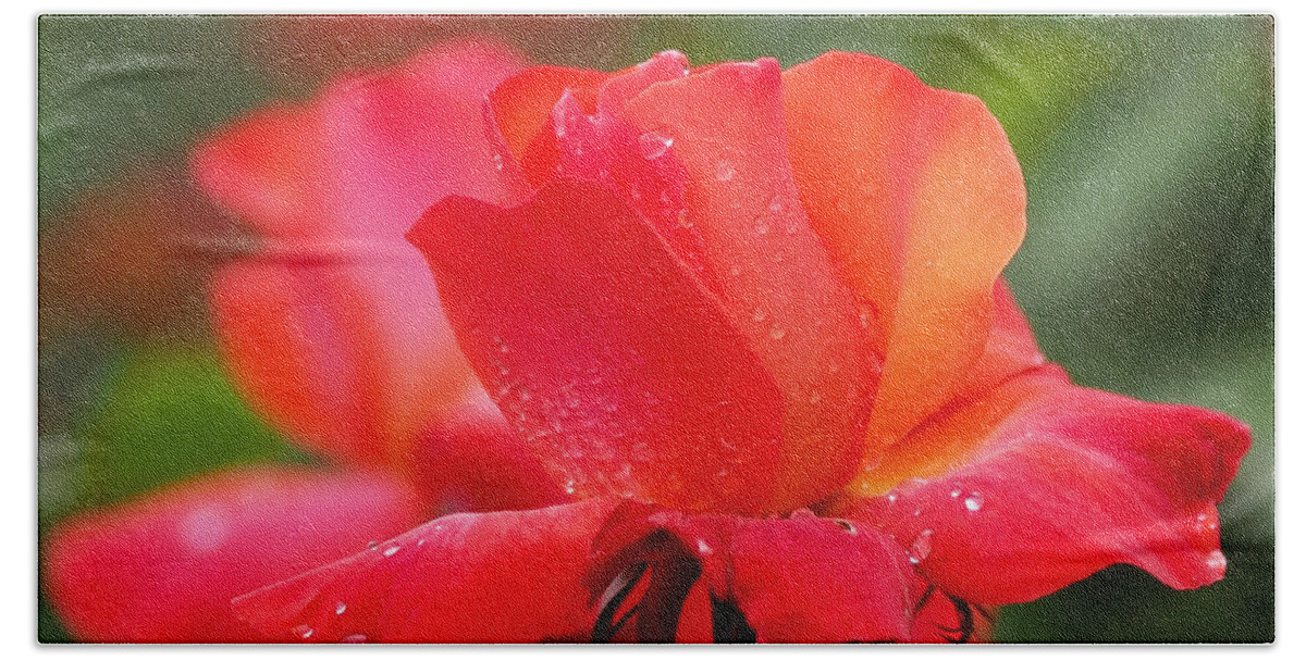 Roses Beach Towel featuring the photograph A Tintinara Rose in the Rain by Rona Black