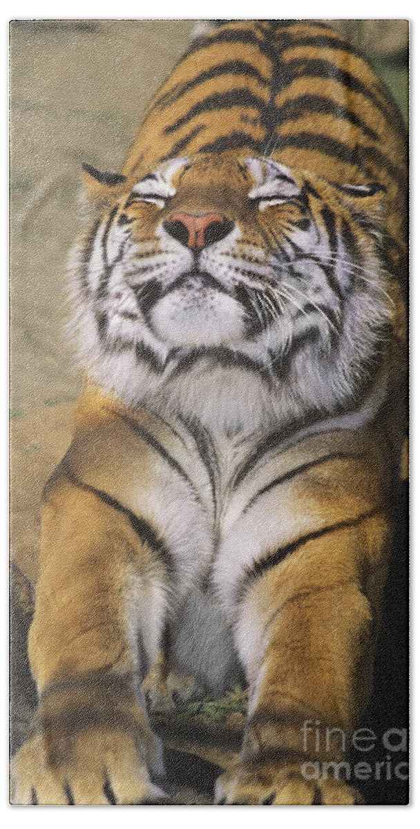 Siberian Tiger Beach Towel featuring the photograph A Tough Day Siberian Tiger Endangered Species Wildlife Rescue by Dave Welling