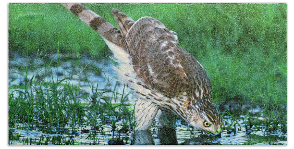 Cooper's Hawk Beach Towel featuring the photograph A Wild Juvenile Cooper's Hawk Drinks from a Pond by Dave Welling