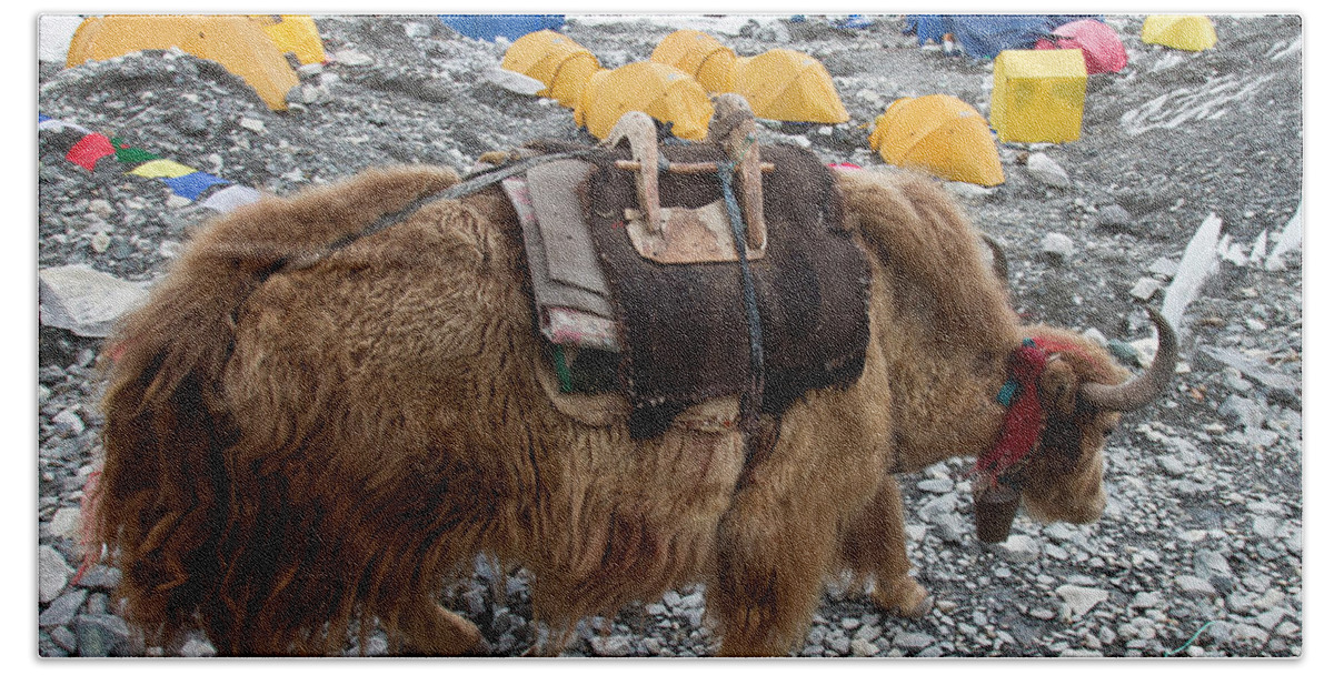 3rd Beach Towel featuring the photograph A Yak At Everest Base Camp by Alex Ekins