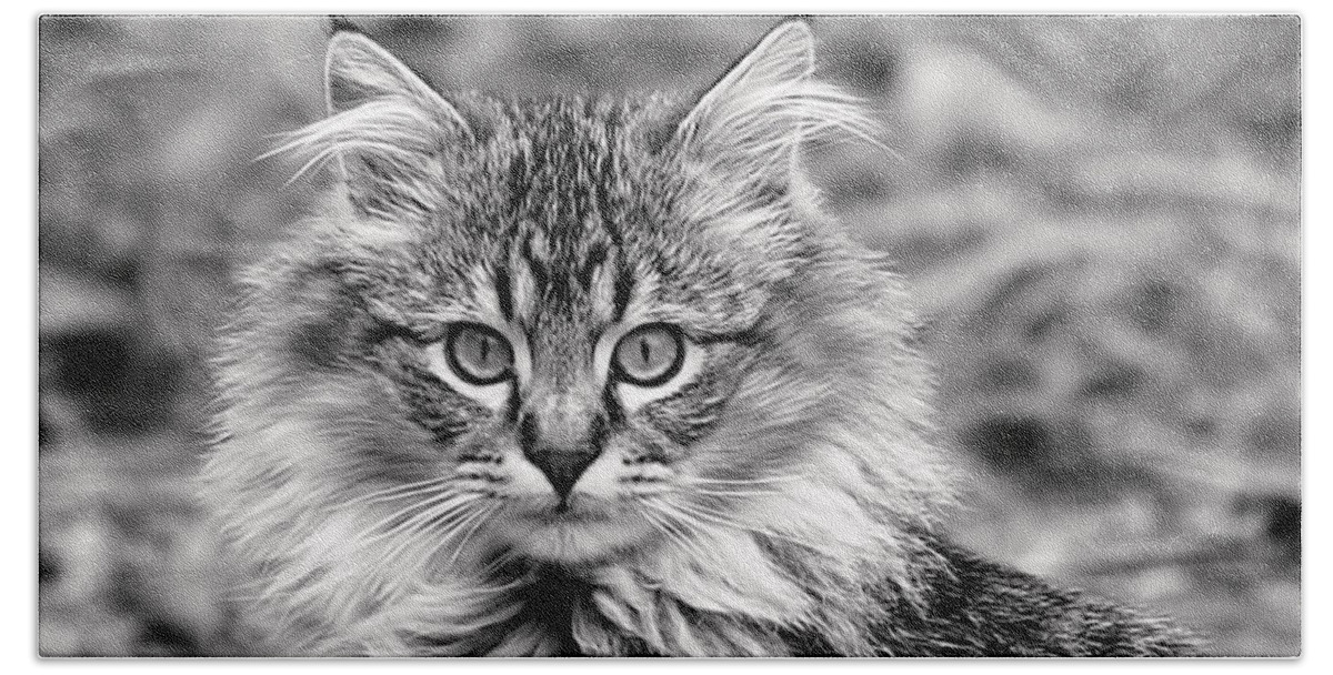 Cat Beach Sheet featuring the photograph A Young Maine Coon by Rona Black